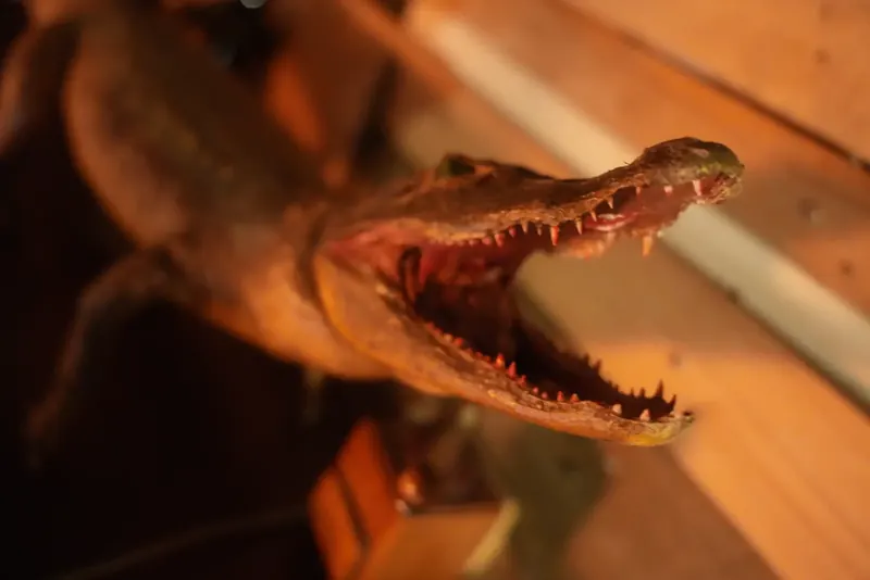 Crocodile decoration inside Maelstrom